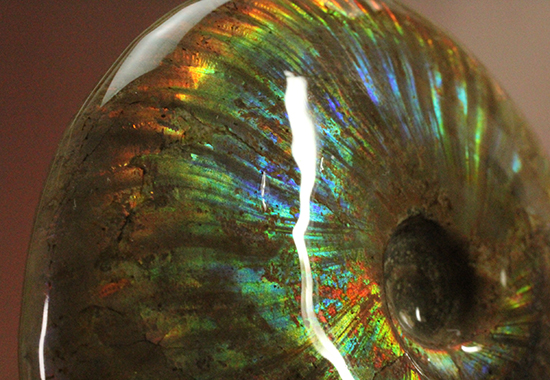 両面ブルーあり!イリデッセンス(iridescence)の教科書のようなマダガスカル産クレオニセラス(Cleoniceras)(その13)