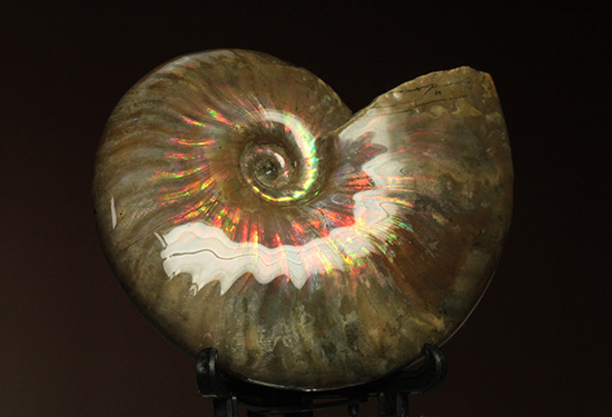 マダガスカル産アンモナイト(Ammonite)