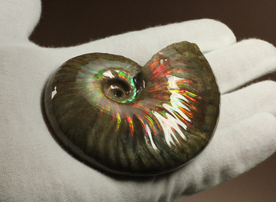 マダガスカル産アンモナイト(Ammonite)