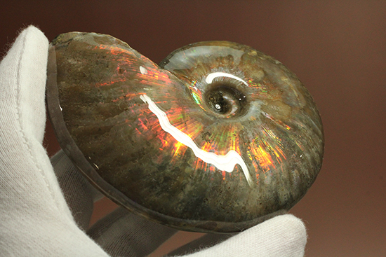 イリデッセンス（iridescence）を有する​マダガスカル産クレオニセラス