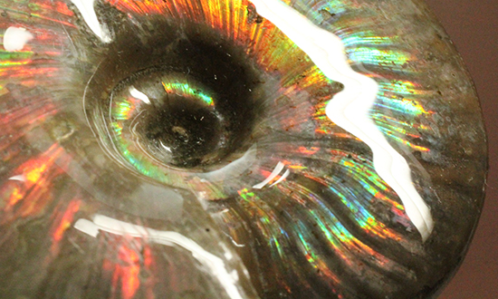 リーズナブルプラスでご紹介!イリデッセンス(iridescence)を有するマダガスカル産クレオニセラス(Cleoniceras)(その9)