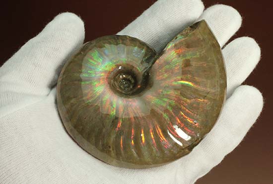 マダガスカル産アンモナイト（Ammonite）