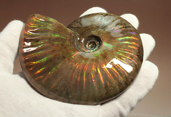 マダガスカル産アンモナイト（Ａｍｍｏｎｉｔｅ）