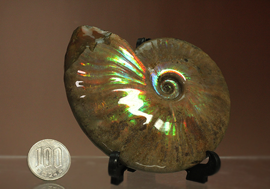 マダガスカル産アンモナイト(Ａｍｍｏｎｉｔｅ)