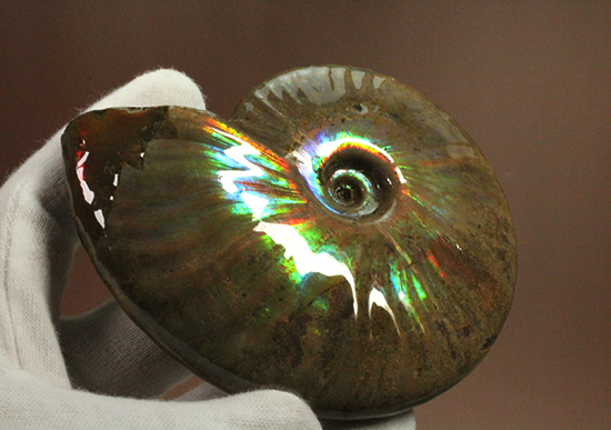 マダガスカル産アンモナイト(Ammonite)