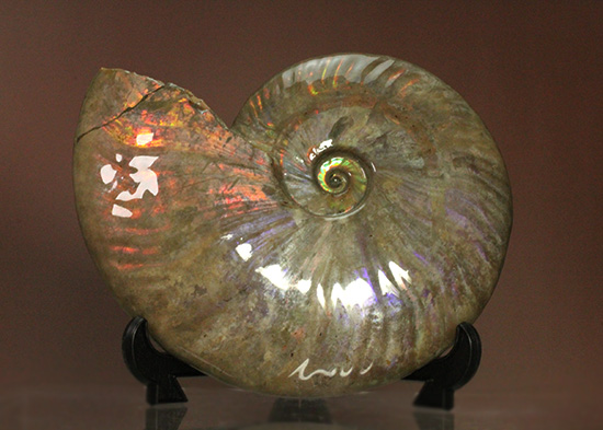 マダガスカル産アンモナイト（Ammonite）