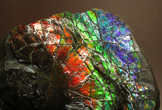 アンモライト(Ammolite)