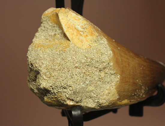 分厚く幅広、白亜紀の海の支配者モササウルス歯化石（その4）