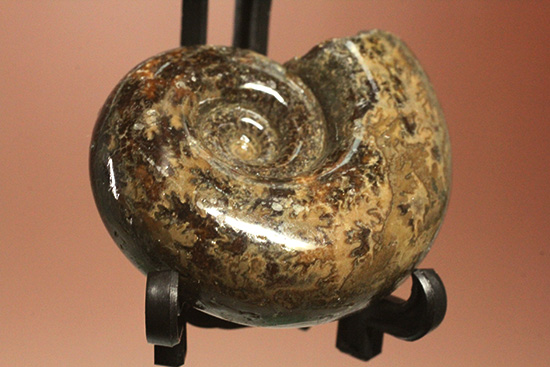 丁寧にポリッシュされた、良質北海道産アンモナイト(Ammonite)(その10)