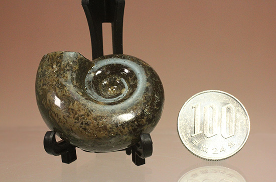 丁寧にポリッシュされた、良質北海道産アンモナイト(Ammonite)(その11)