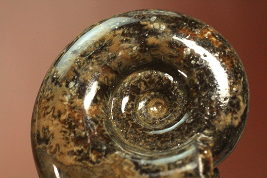 丁寧にポリッシュされた、良質北海道産アンモナイト(Ammonite)（その2）