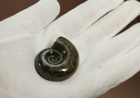 丁寧にポリッシュされた、良質北海道産アンモナイト(Ammonite)(その3)