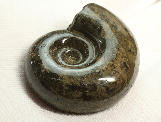 丁寧にポリッシュされた、良質北海道産アンモナイト(Ammonite)(その4)