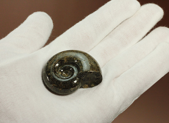 丁寧にポリッシュされた、良質北海道産アンモナイト(Ammonite)（その5）