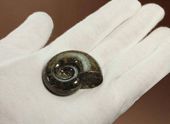 丁寧にポリッシュされた、良質北海道産アンモナイト(Ammonite)(その5)