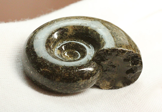 丁寧にポリッシュされた、良質北海道産アンモナイト(Ammonite)(その6)