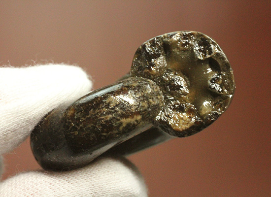 丁寧にポリッシュされた、良質北海道産アンモナイト(Ammonite)(その7)