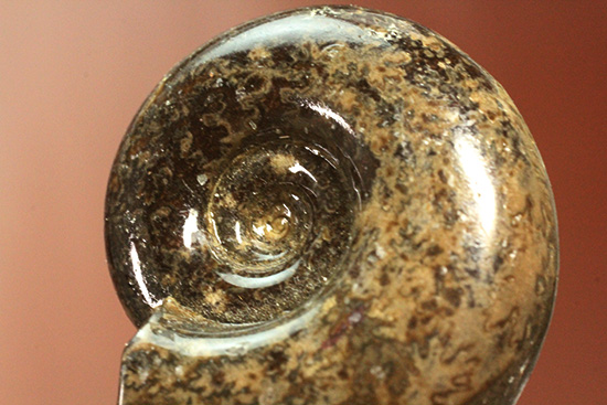 丁寧にポリッシュされた、良質北海道産アンモナイト(Ammonite)(その9)