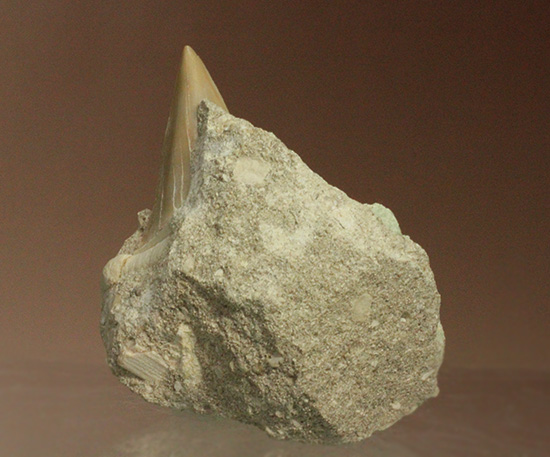 母岩からのぞく凶暴歯が気になる！古代ザメオトダス歯化石(Otodus)（その1）