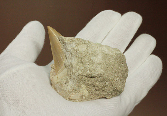 母岩からのぞく凶暴歯が気になる！古代ザメオトダス歯化石(Otodus)（その2）