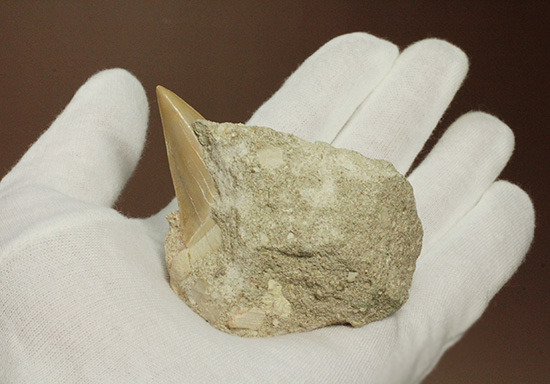 母岩からのぞく凶暴歯が気になる!古代ザメオトダス歯化石(Otodus)(その2)