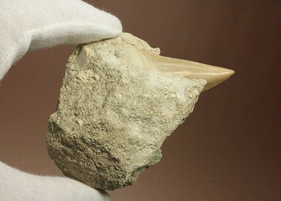 母岩からのぞく凶暴歯が気になる!古代ザメオトダス歯化石(Otodus)(その5)