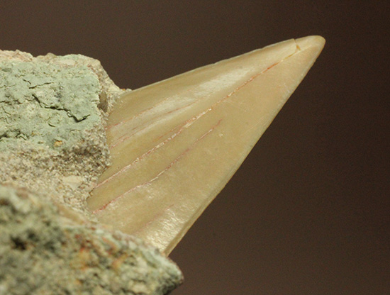 母岩からのぞく凶暴歯が気になる!古代ザメオトダス歯化石(Otodus)(その6)