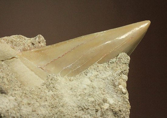 母岩からのぞく凶暴歯が気になる!古代ザメオトダス歯化石(Otodus)(その7)