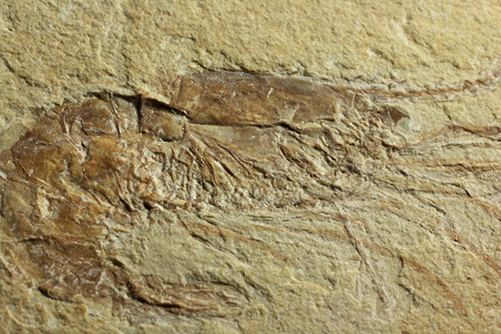 先史時代のエビの化石。石灰岩質に描かれた水墨画のような独特の味わい。（その11）