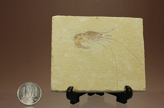 先史時代のエビの化石。石灰岩質に描かれた水墨画のような独特の味わい。（その14）