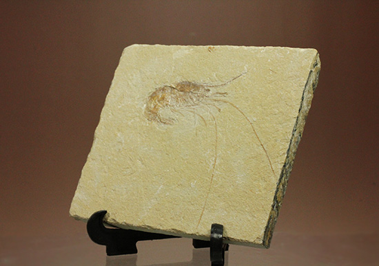 先史時代のエビの化石。石灰岩質に描かれた水墨画のような独特の味わい。（その2）