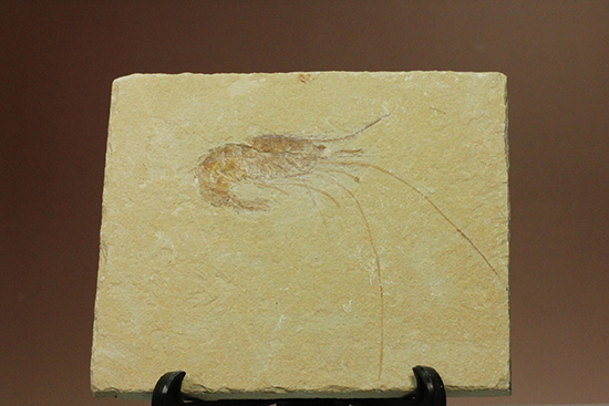 先史時代のエビの化石。石灰岩質に描かれた水墨画のような独特の味わい。（その3）