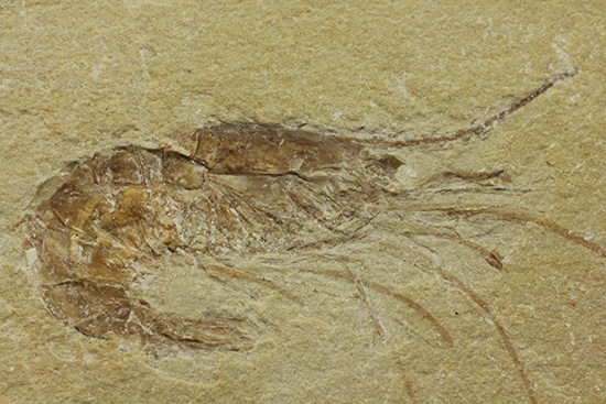 殻、脚など甲殻類の特徴が完全に保存されたエビ化石」