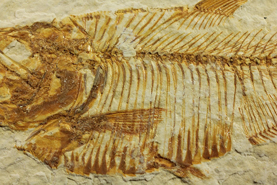 ディプロミスタス魚化石