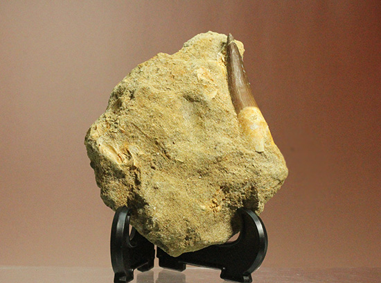 エラスモサウルス歯化石