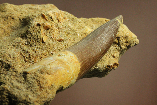 エラスモサウルスの歯化石