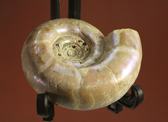 中心のクリーニング技術が見もの!全体が紫色に光るアンモナイト(Ammonite)(その2)