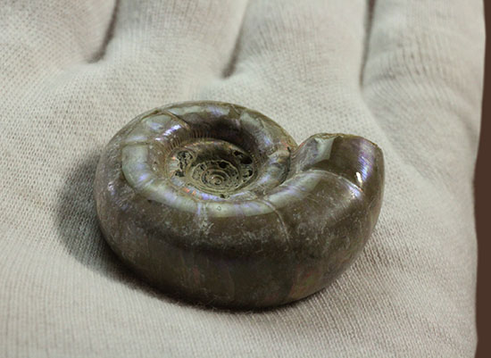 中心のクリーニング技術が見もの!全体が紫色に光るアンモナイト(Ammonite)(その4)