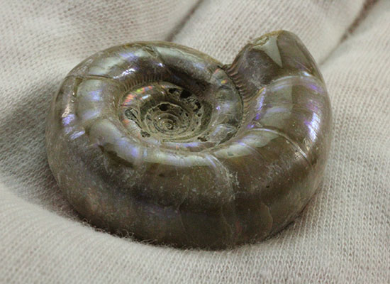 中心のクリーニング技術が見もの!全体が紫色に光るアンモナイト(Ammonite)(その6)