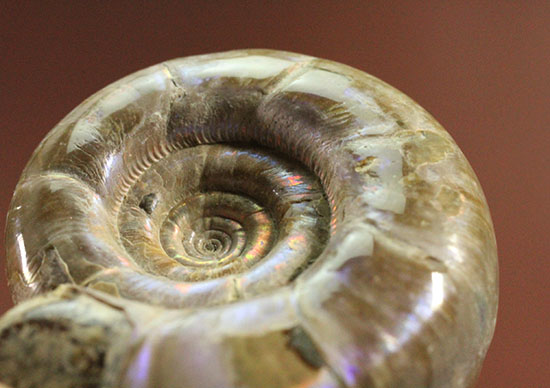 中心のクリーニング技術が見もの!全体が紫色に光るアンモナイト(Ammonite)(その7)