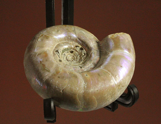中心のクリーニング技術が見もの!全体が紫色に光るアンモナイト(Ammonite)(その8)