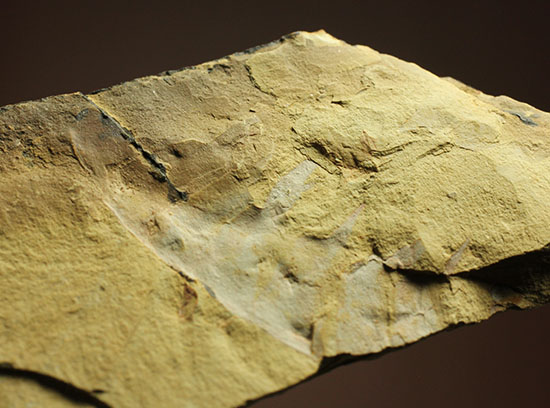 レア！カンブリア紀最強の生物「アノマロカリス」の触手化石（その1）