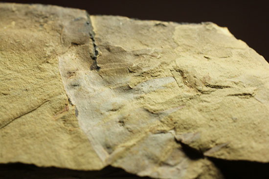 レア！カンブリア紀最強の生物「アノマロカリス」の触手化石（その10）