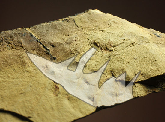 アノマロカリス化石