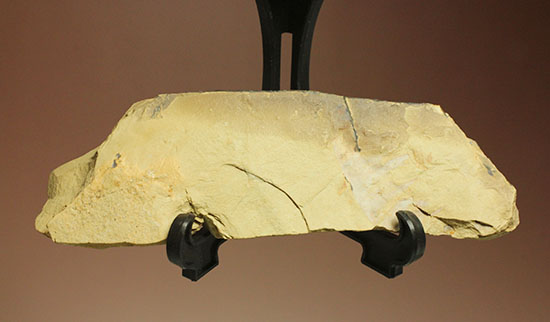 レア！カンブリア紀最強の生物「アノマロカリス」の触手化石（その3）