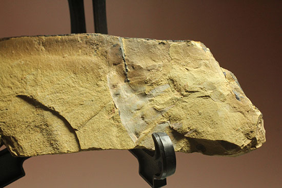 レア！カンブリア紀最強の生物「アノマロカリス」の触手化石（その5）