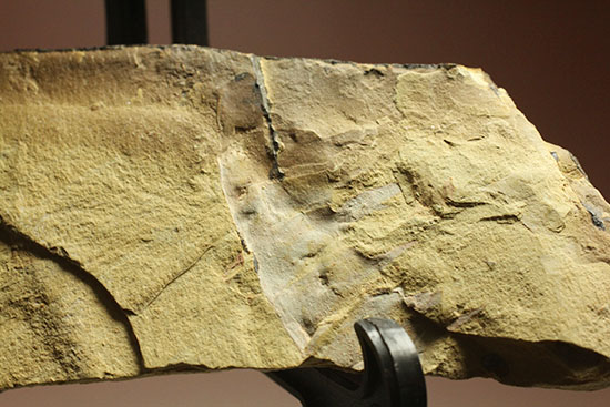 レア！カンブリア紀最強の生物「アノマロカリス」の触手化石（その6）