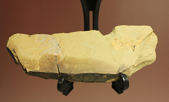 レア！カンブリア紀最強の生物「アノマロカリス」の触手化石（その7）