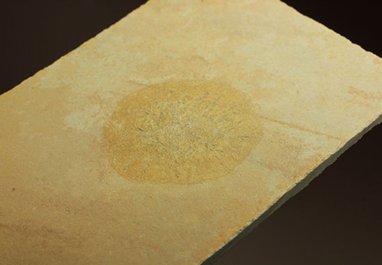 際立つ希少性！ゾルンフォーフェン産１．５億年前のクラゲの化石(Jelly-fish)（その2）