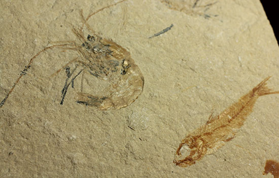 珍しい！エビと魚が同居した、レバノン産ダブル化石標本（その1）